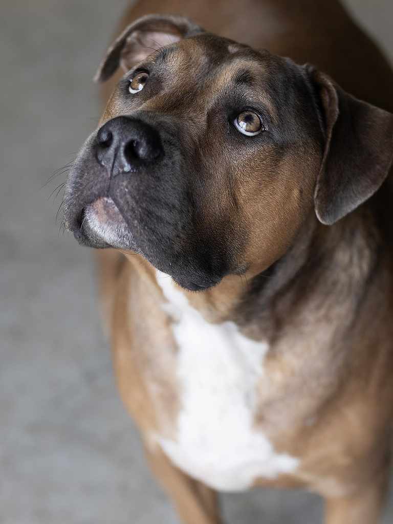 Enzo